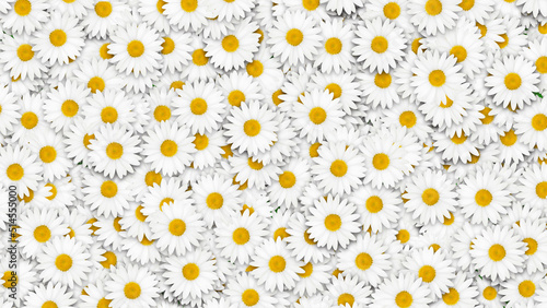 Daisy Flower White Background