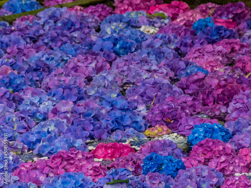 水に浮かぶ紫陽花 © 🚂shouta🚅