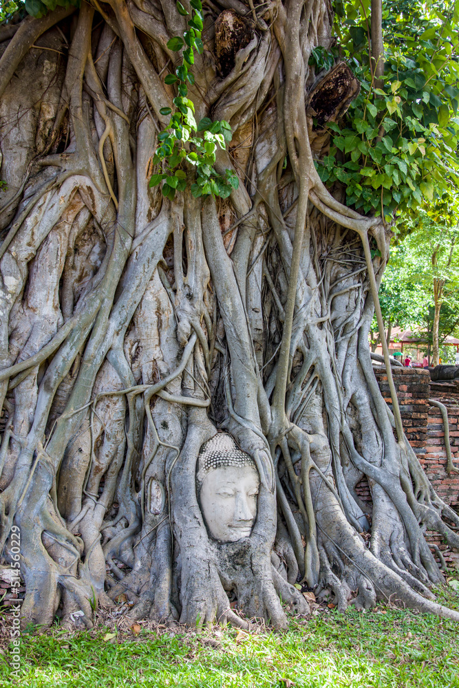 A Buddha head entwined within the roots of a tree in Wat Mahathat (Temple of the Great Relic), a Buddhist temple in Ayutthaya Thailand.
The history of this temple starts in 1374. A Buddha head entwined within the roots of a tree in Wat Mahathat (Temple of the Great Relic), a Buddhist temple in Ayutthaya Thailand.
The history of this temple starts in 1374.