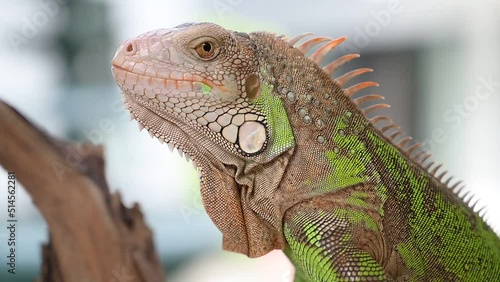 lizard, animal, green lizard with blur background
 photo