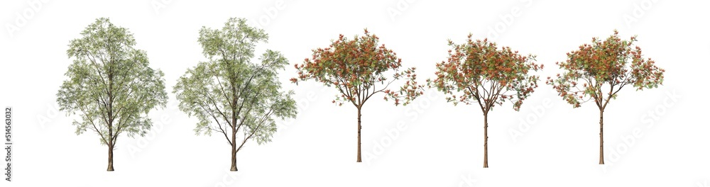 Obraz premium A tree with flowers on a white background.