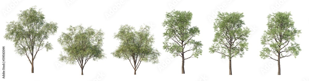 A tree with flowers on a white background. A tree with flowers on a white background.