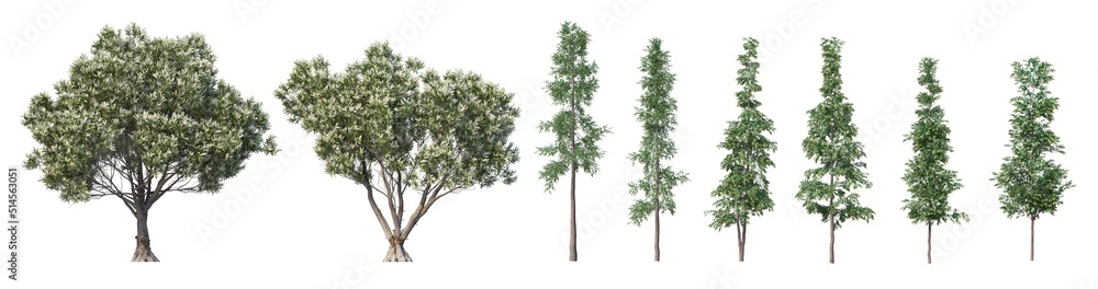 Obraz premium A tree with flowers on a white background.