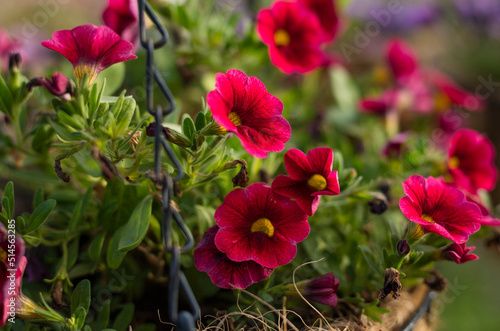 Close-up of red flowers in a pot with a blurred background. The concept of gardening or breeding home flowers and plants