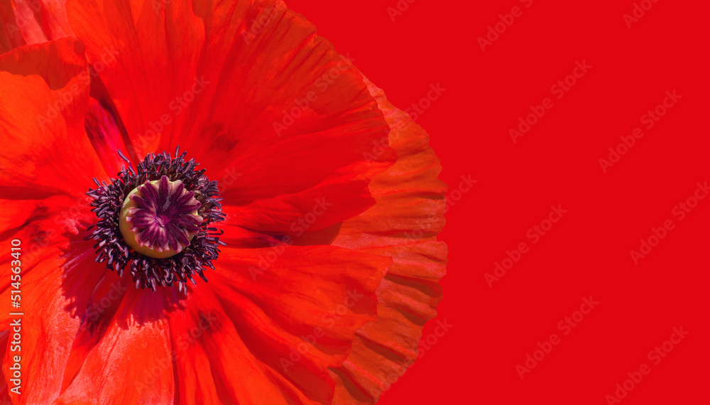 Center of red poppy flower on red background Center of red poppy flower on red background