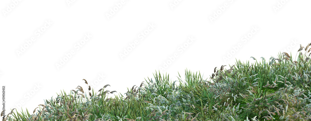 Fototapeta premium Grass blossoms on a white background