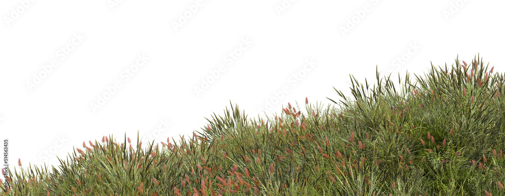 Fototapeta premium Grass blossoms on a white background