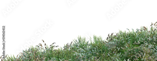 Grass blossoms on a white background