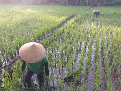 field of wheat  or petani indonesia sedang merawat dan membersihkan rumput yang mengganggu tanaman padi di sawah