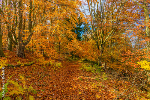 foot path in forest in autumn covered with leaves © Petr