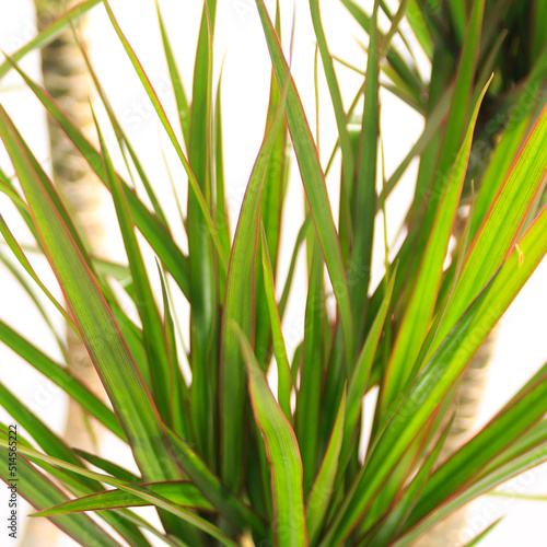 観葉植物、ドラセナ・コンシンネの葉【白背景】