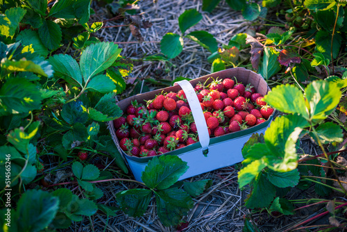 Photography Basket of freshly picked Strawberry kept in the fields for collection, in rural