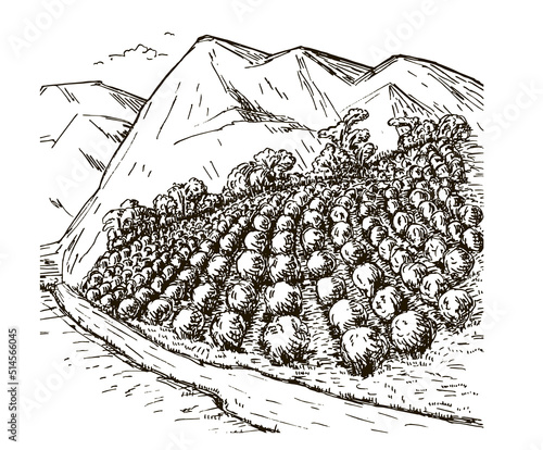 Coffee plantation landscape in graphic style hand drawn. Sketch vector illustration.
