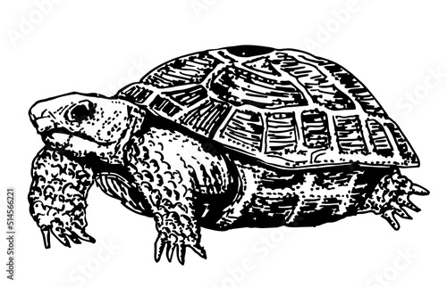 Vector sketch engraving drawing illustration of big turtle isolated on white background. Turtle icon symbol. Premium quality isolated tortoise element in trendy style.