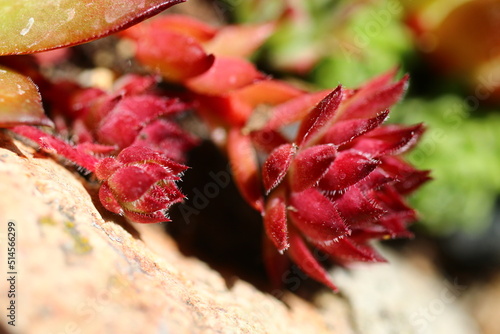 Rojnik ogrodowy Sempervivum brązowy photo