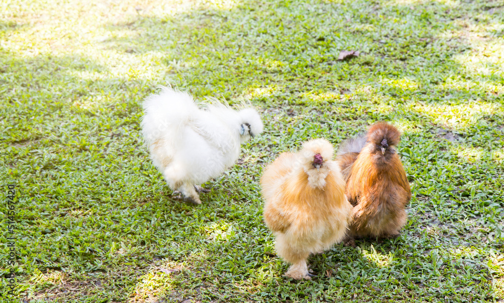 Fancy Silkie chicken in farm, Silkie. Chicks, chickens silk chinese, outdoor on a green lawn, silky