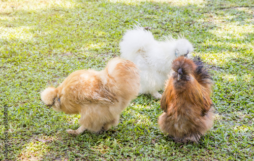 Fancy Silkie chicken in farm, Silkie. Chicks, chickens silk chinese, outdoor on a green lawn, silky