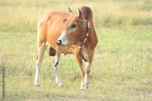  Cow for Eid mubarak,celebration day of Islam © Rmid