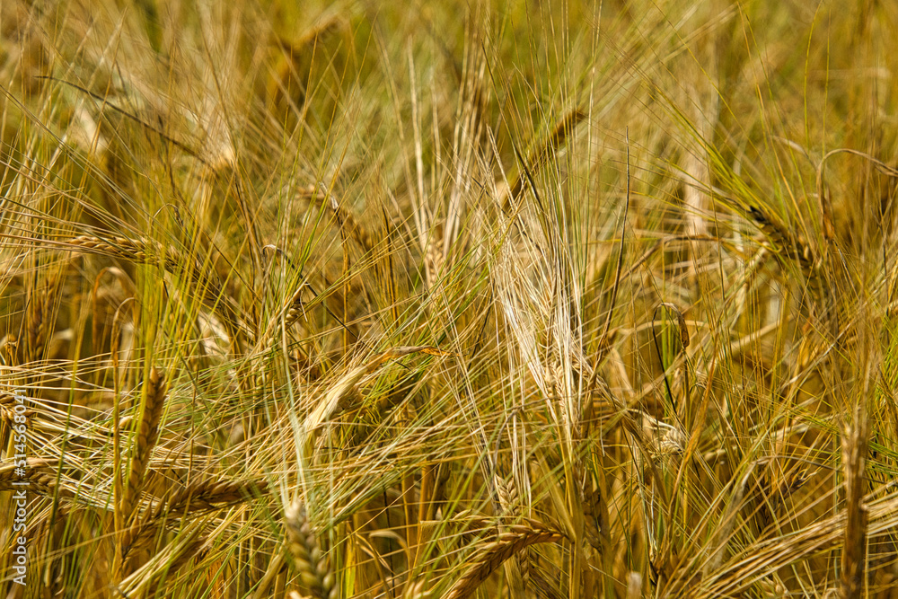 Fototapeta premium Kornfeld im Elsass