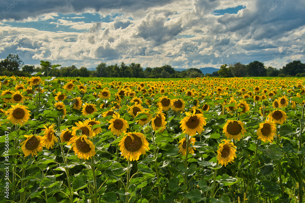 Naklejka premium Sonnenblumenfeld im Elsass