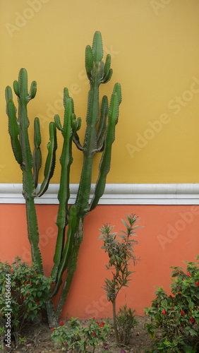 Cactus-like plant against a yellow-red wall photo