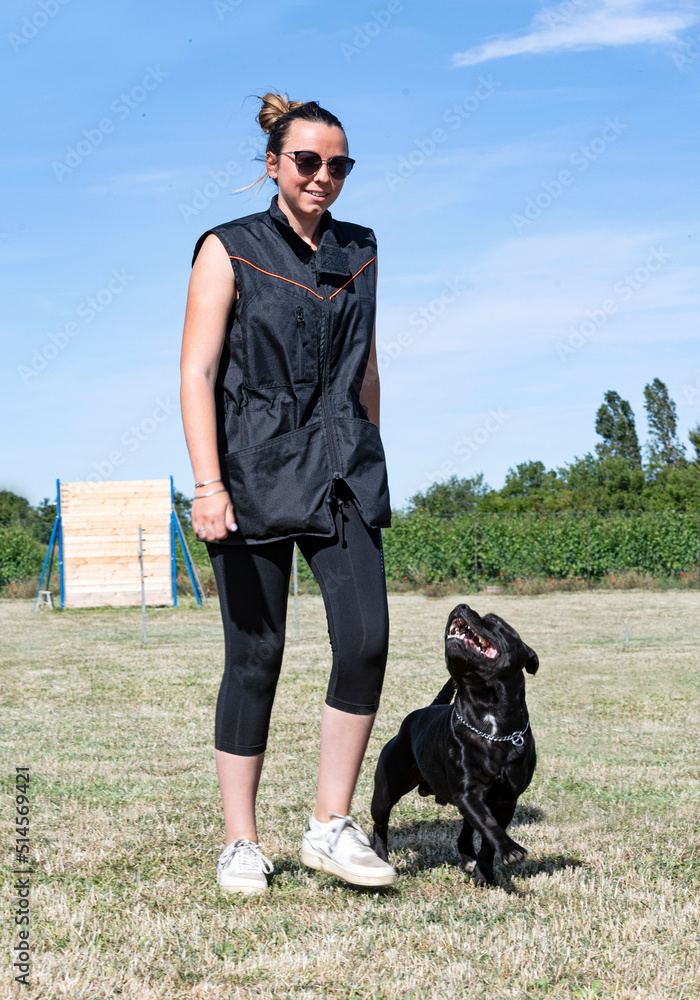 staffordshire bull terrier jumping