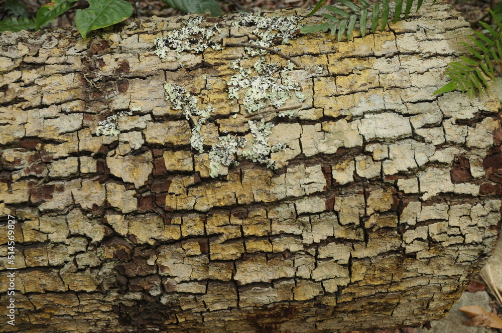 Fototapeta premium Patterned log