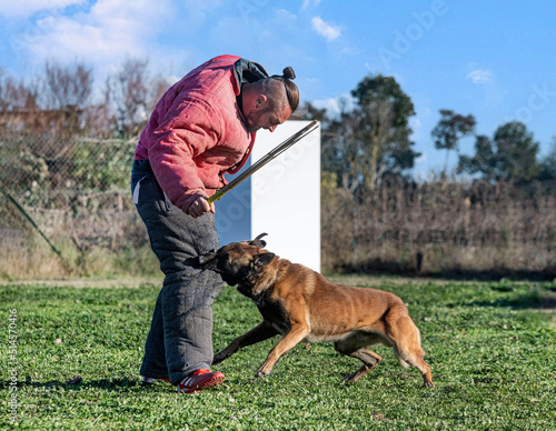 training of belgian shepherd © cynoclub