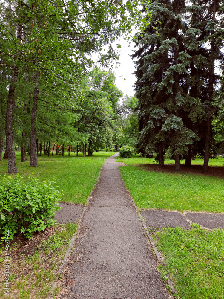 Path in a city park in summer, landscape.