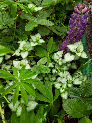 Green plants, leaves and violet lupine flower in the garden. 
