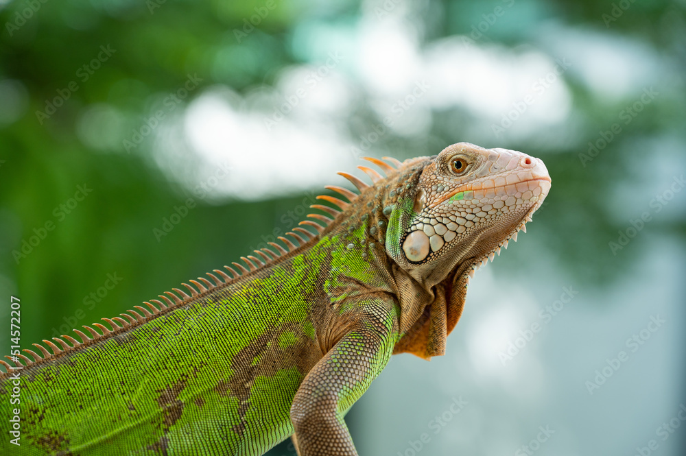lizard, animal, green lizard with blur background lizard, animal, green lizard with blur background