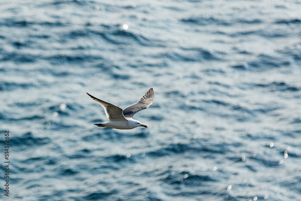 Fumishima - Black-tailed gull breeding ground - Leave the island around July after the chicks grow Fumishima - Black-tailed gull breeding ground - Leave the island around July after the chicks grow