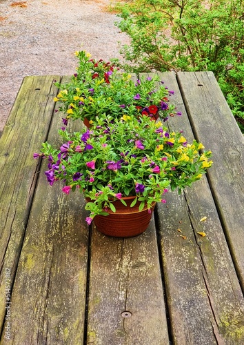 flowers in a garden