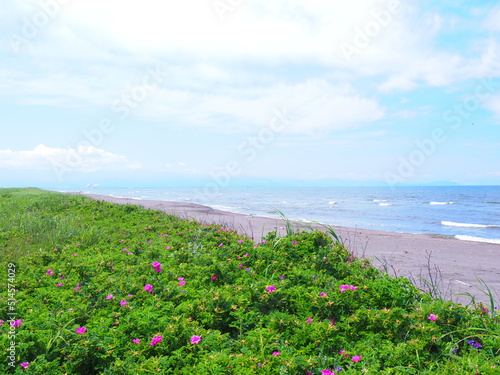 北海道の絶景 海辺に咲くはまなすの花畑