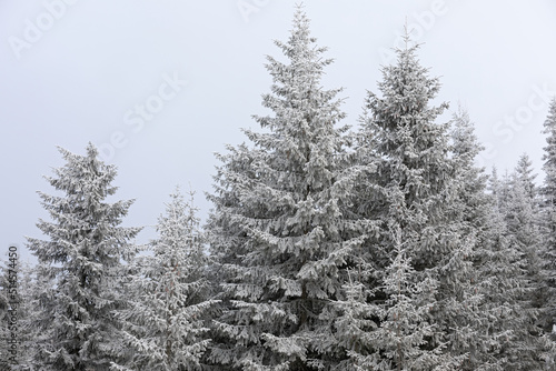 Snowy forest © Ocskay Mark