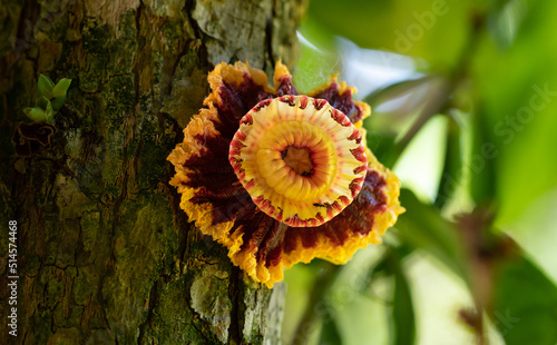 Napoleonaea imperialis Close Up photo