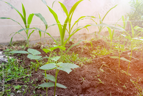 Corn and legume cowpea plants intercropping on a vegetable garden. photo