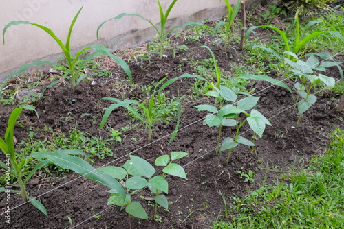 Corn and legume cowpea plants intercropping on a vegetable garden. photo