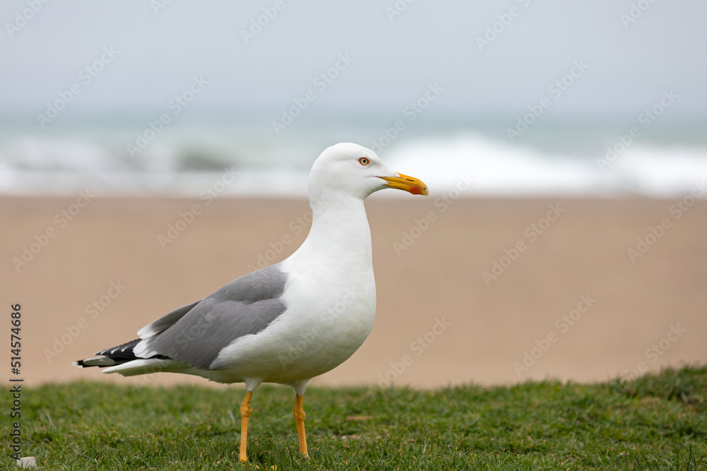 Obraz premium Seagull bird