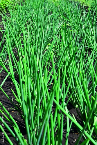 rows of growing green onions on garden bed. Selective focus, vertical frame