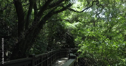 Clean and cool wooden plank road in the forest photo