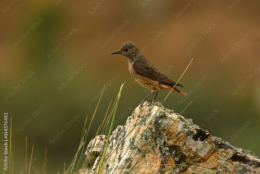 hembra del roquero rojo en primavera en gredos hembra del roquero rojo en primavera en gredos