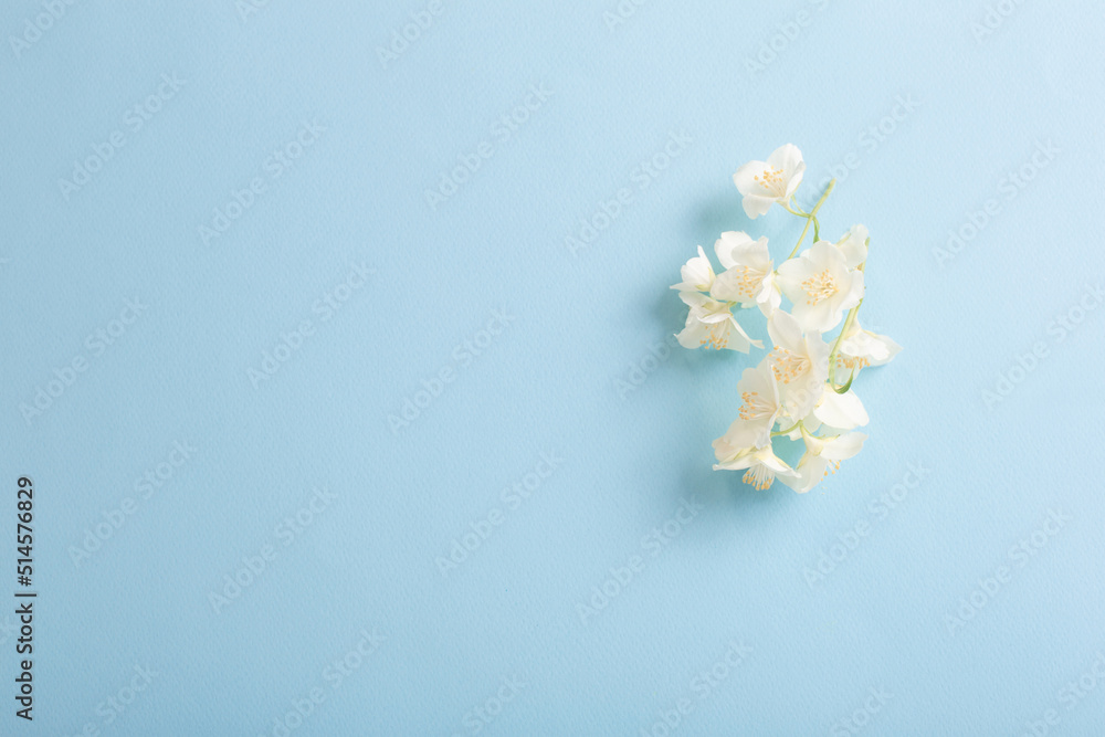 jasmine flowers  on blue paper  background