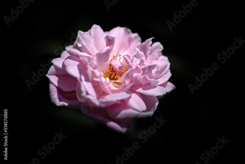 Closeup of single isolated bloom of Rosa Mortimer Sackler  against a dark background