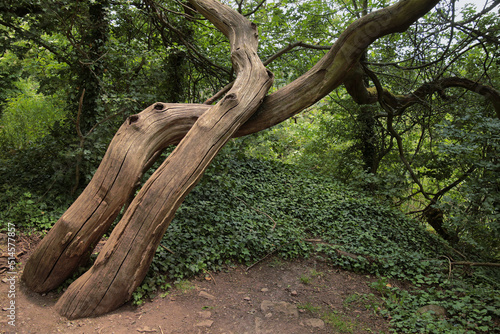 Ein sehr markanter Baum