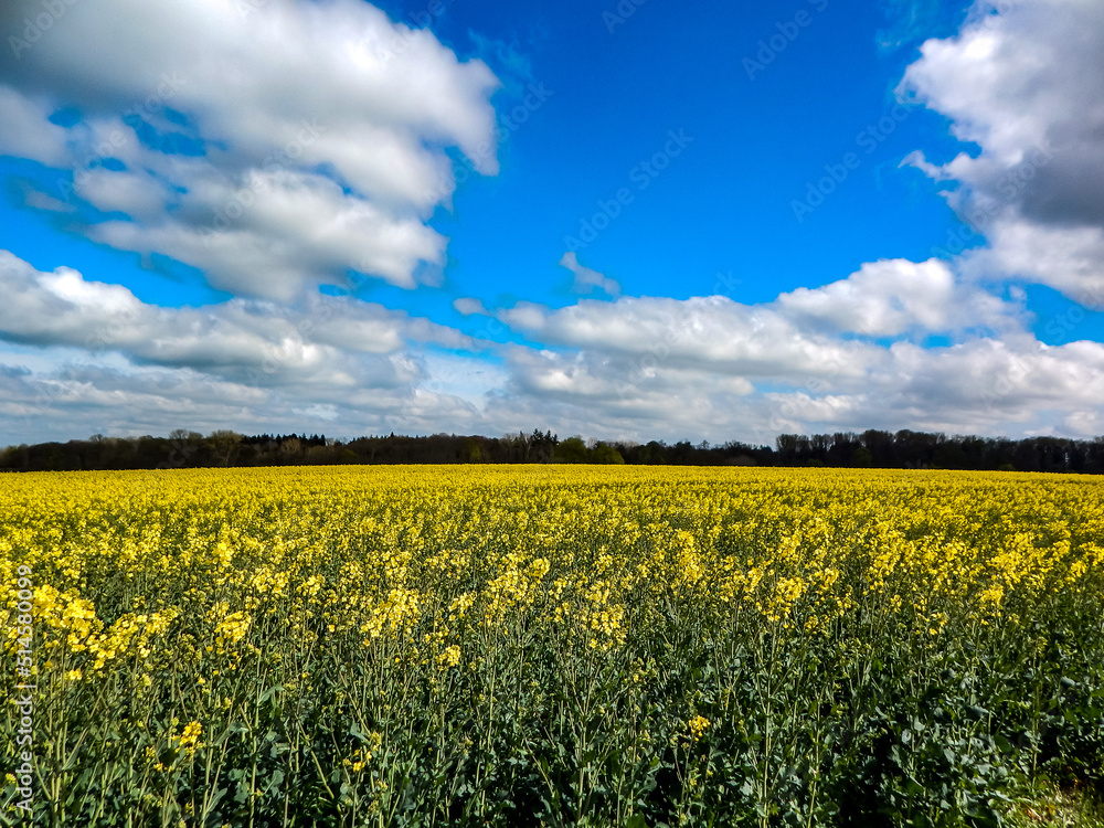 field of dandelions