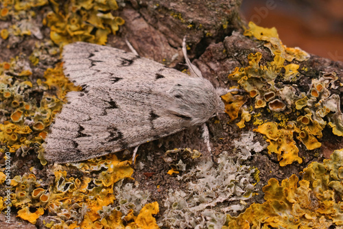 Closeup on the grey Sycamore moth, Acronicata aceris sitting on wood