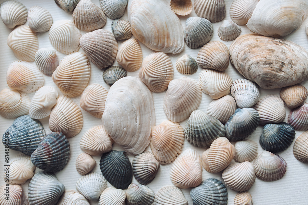Light beige and brown beautiful shells and large textured mussels are evenly distributed on a white paper background. Natural texture, top view.