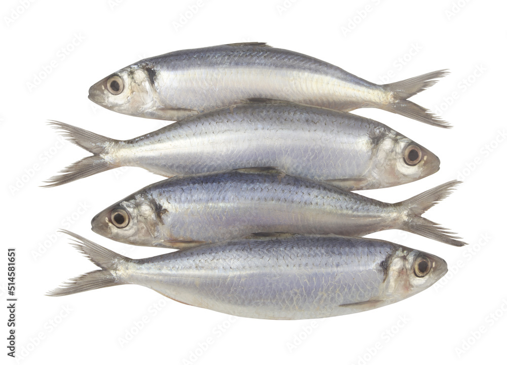 Raw herring fishes isolated on white background Raw herring fishes isolated on white background