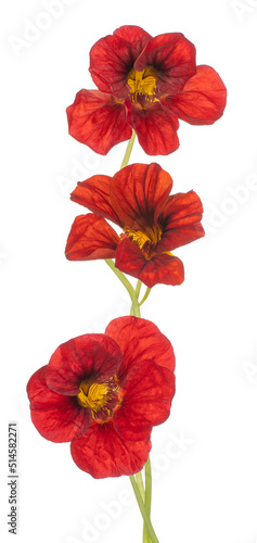 nasturtium flower isolated